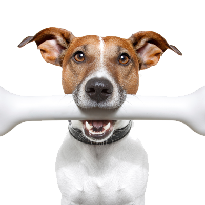 Stuff for Dogs