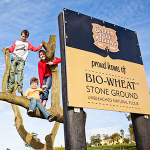 BioWheat Stoneground Flour