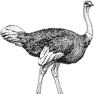 Ostrich